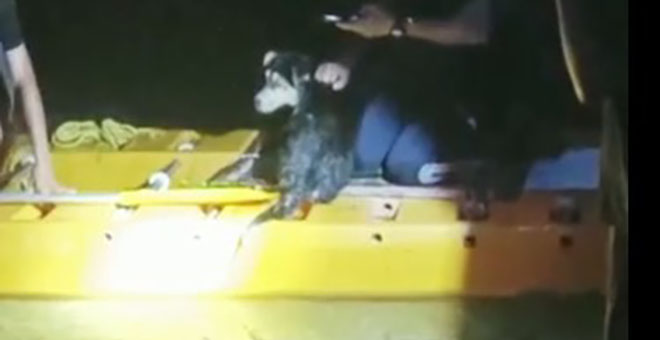 Irmakta mahsur kalan köpek kanoyla kurtarıldı