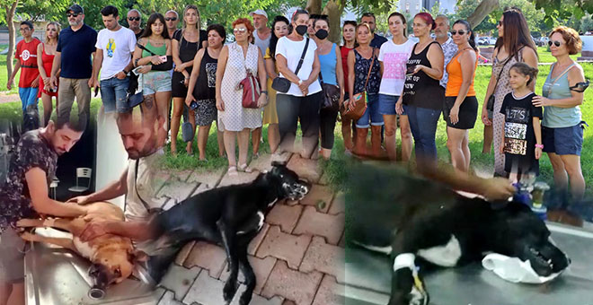 Antalya’da köpek ve kedi zehirlenmeleri hayvanseverleri ayaklandırdı 