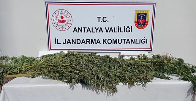 Antalya'da 17 kök kenevir ele geçirildi 