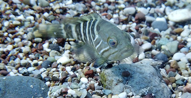 Antalya Körfezi’nde her taşın altından ‘Lagos’ balığının yavrusu çıkıyor 