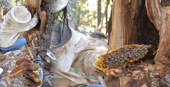 Toros Dağları'nda firari arıların izini sürerek bal topluyorlar