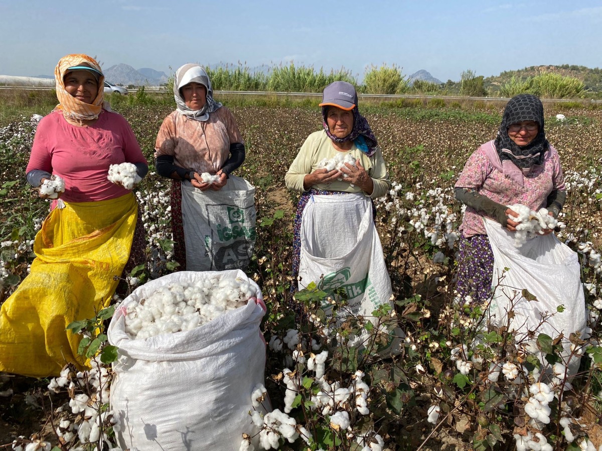 Antalya'da kadın işçilerin zorlu pamuk hasadı mesaisi 