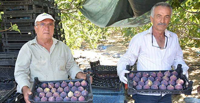 Toroslar'ın yüksek kesimlerinde incir hasadı sona erdi 