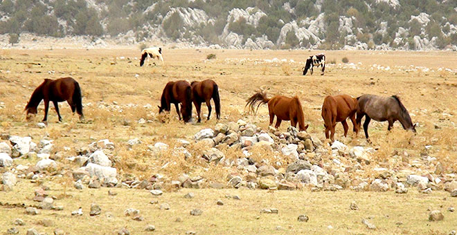 Antalya’nın 'vahşi güzelliği' yılkı atları turistlerin ilgi odağı oldu 