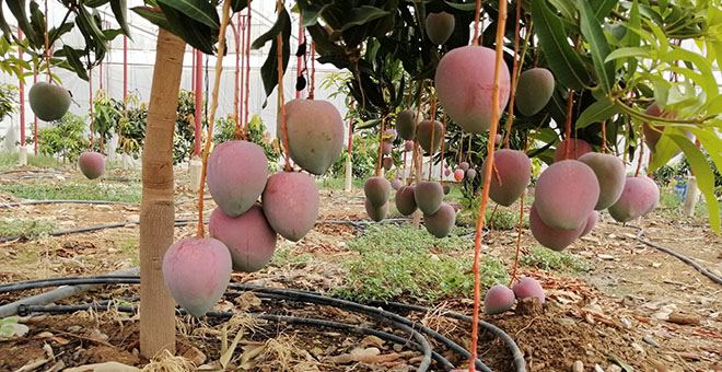 Bir dönümünden 190 bin TL gelir sağlanan mango üreticinin yeni gözdesi 