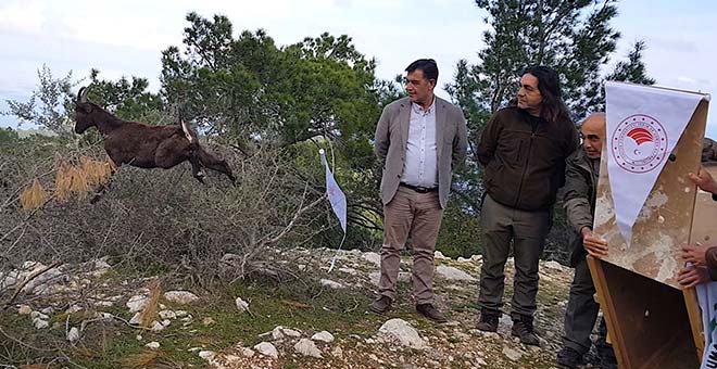 Antalya'da tedavi edilen Yaban keçisi doğaya bırakıldı