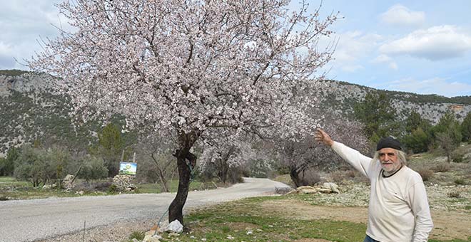 Antalya'da badem ağaçları erken çiçek açtı