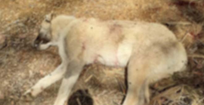 Antalya'da Yaşar Çağlar'a ait 2 çoban köpeği vurularak telef edildi