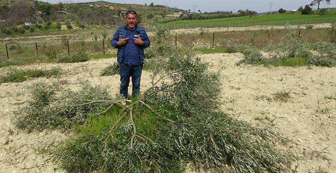 Antalya'da 95 adet zeytin ağacını kesip katlettiler