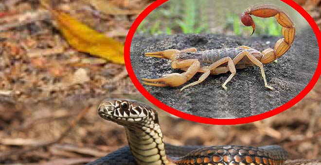 Antalya'da yılan ve akrep uyarısı