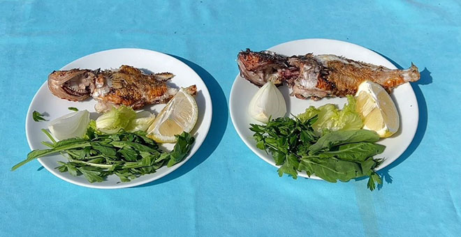 Balıkçıların korkulu rüyası Türk mutfağına yeni bir lezzet olarak ekleniyor 