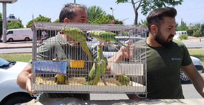 Pazar yerinde satışa çıkarılan 24 adet papağana el konuldu 