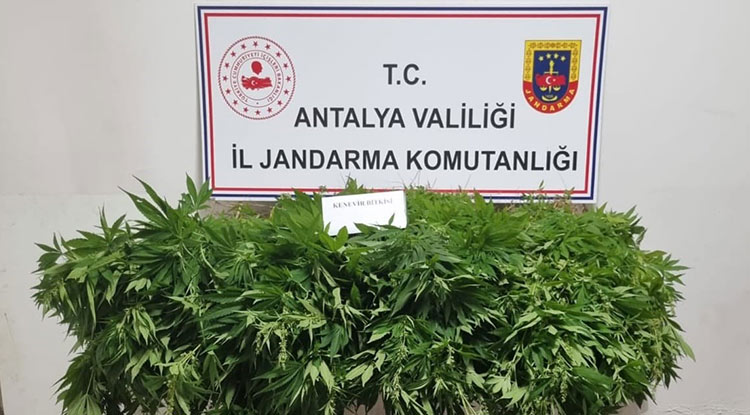 Antalya'da kenevir ve kubar esrar maddesi ele geçirildi