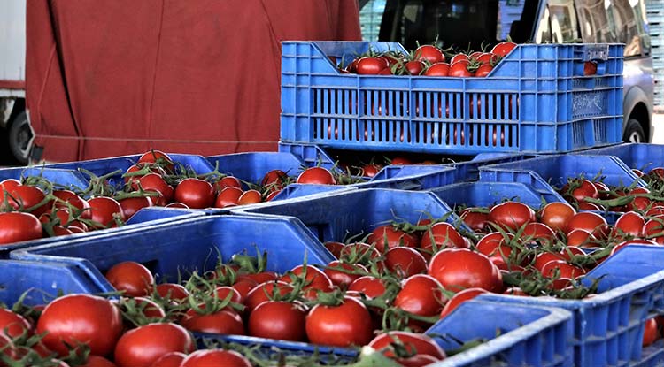 Antalya'da domates miktarı azalınca, fiyatı arttı
