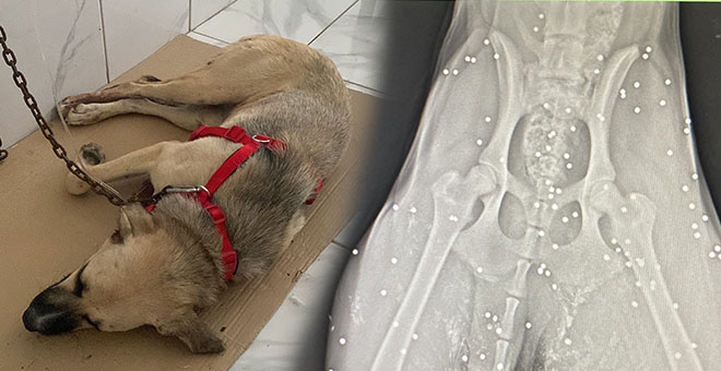 Yaralı halde bulunan sokak köpeğinin röntgen görüntüsü şoke etti 
