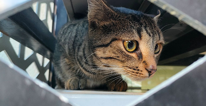 Klima üniteleri arasında mahsur kalan kedi kurtarıldı 