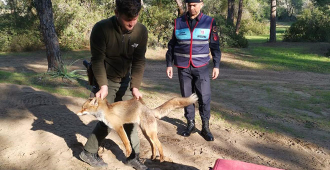 Jandarmanın bulduğu yaralı yavru tilki koruma altına alındı 