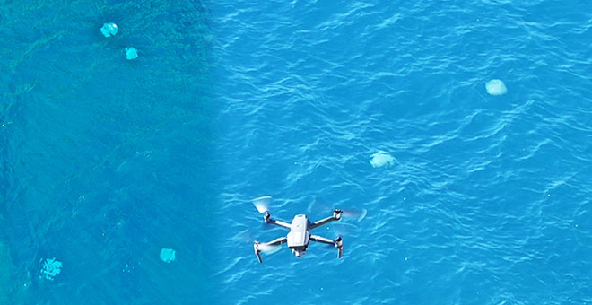 Dev denizanalarının sürü halindeki geçişleri dron ile görüntülendi 