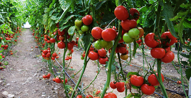 Antalya’da domates miktarı da fiyatı da arttı 