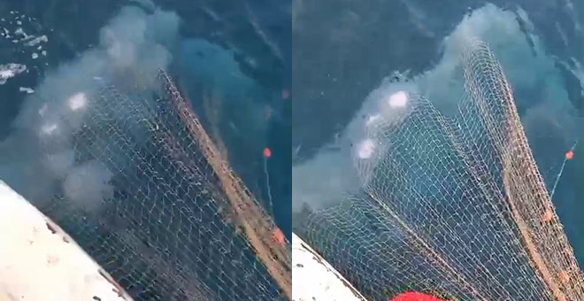 Balıkçı ağları denizanasıyla doldu 