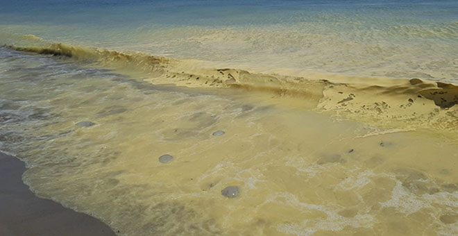 Alanya’da deniz kıyısında sarı köpük içinde ölü denizanaları görüldü 