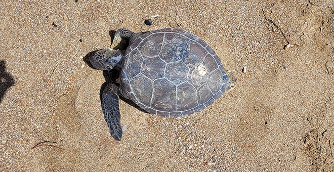 Nesli tükenme tehlikesi altındaki yeşil deniz kaplumbağası ölü bulundu 