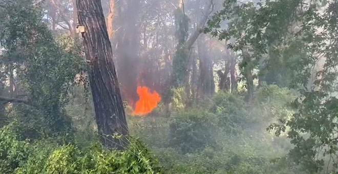 Manavgat'ta çamlık alanda yangın 